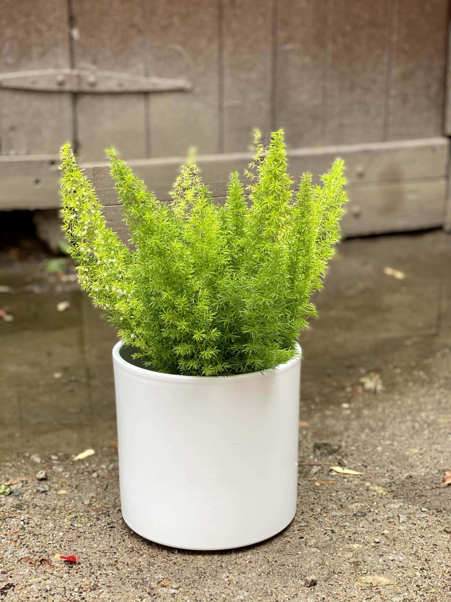 Asparagus densiflorusMeyers Jungle Boogie