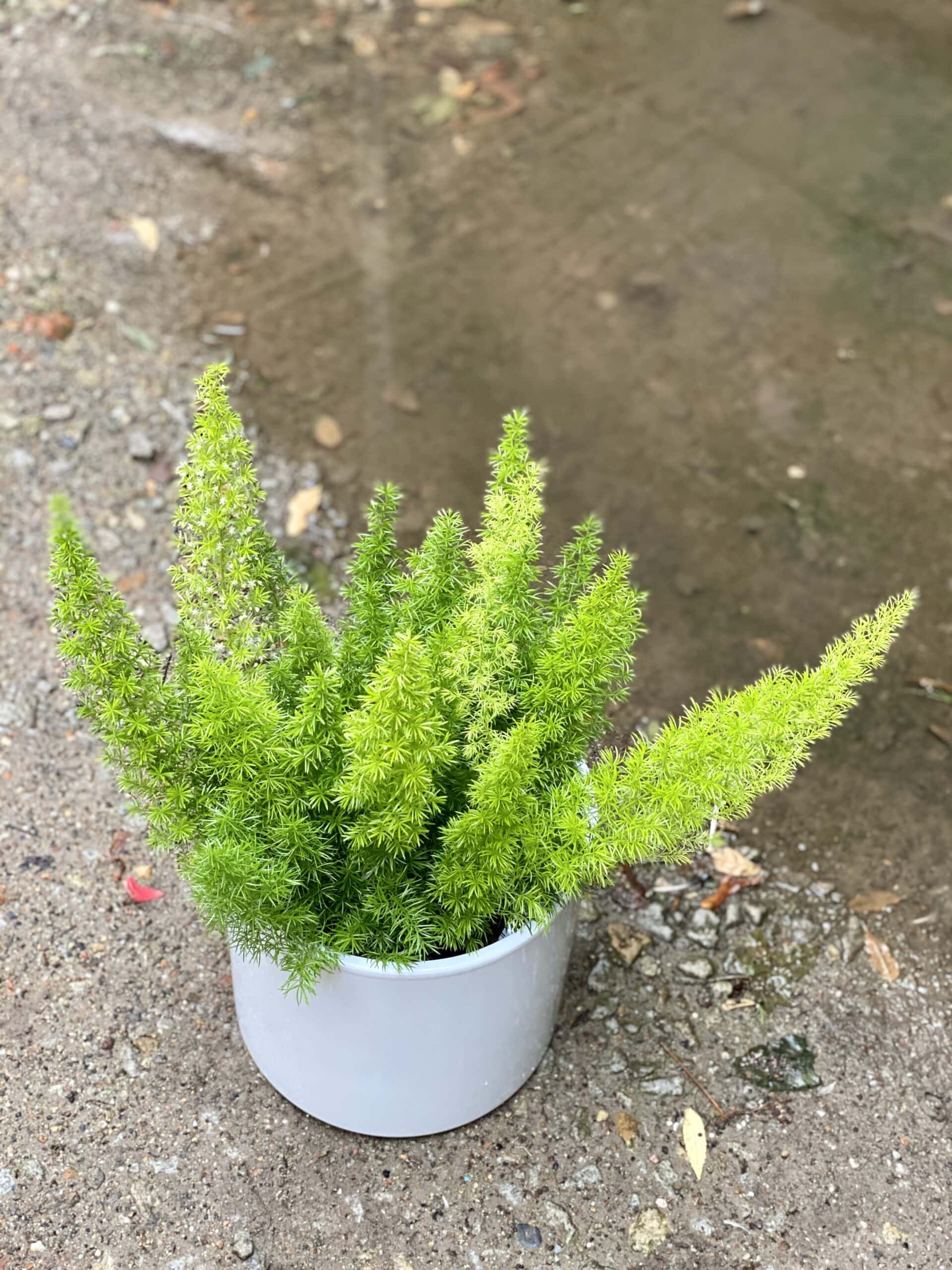 Asparagus densiflorusMeyers Jungle Boogie