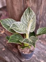 Zdjęcie rośliny Philodendron Birkin, ujęcie 1