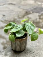 Zdjęcie doniczki lub oslonki: Osłonka Cedr 12x12 cm, ujęcie 2