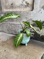 Zdjęcie doniczki lub oslonki: Osłonka Dragon Age 13x20 cm, ujęcie 2