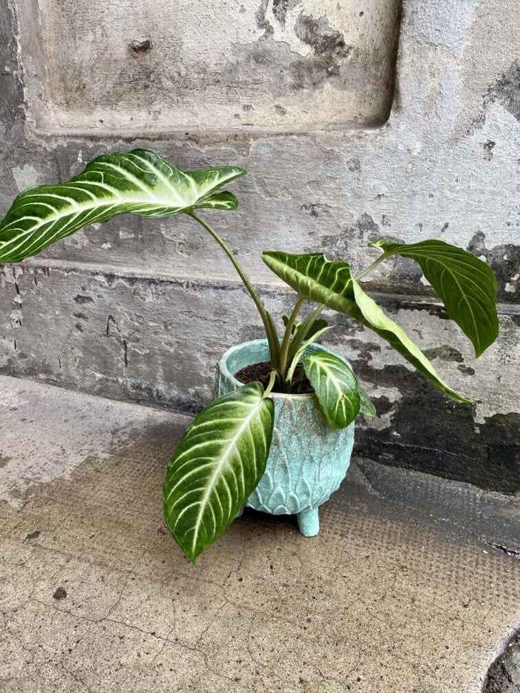 Zdjęcie doniczki lub oslonki: Osłonka Dragon Age 13x20 cm, ujęcie 2