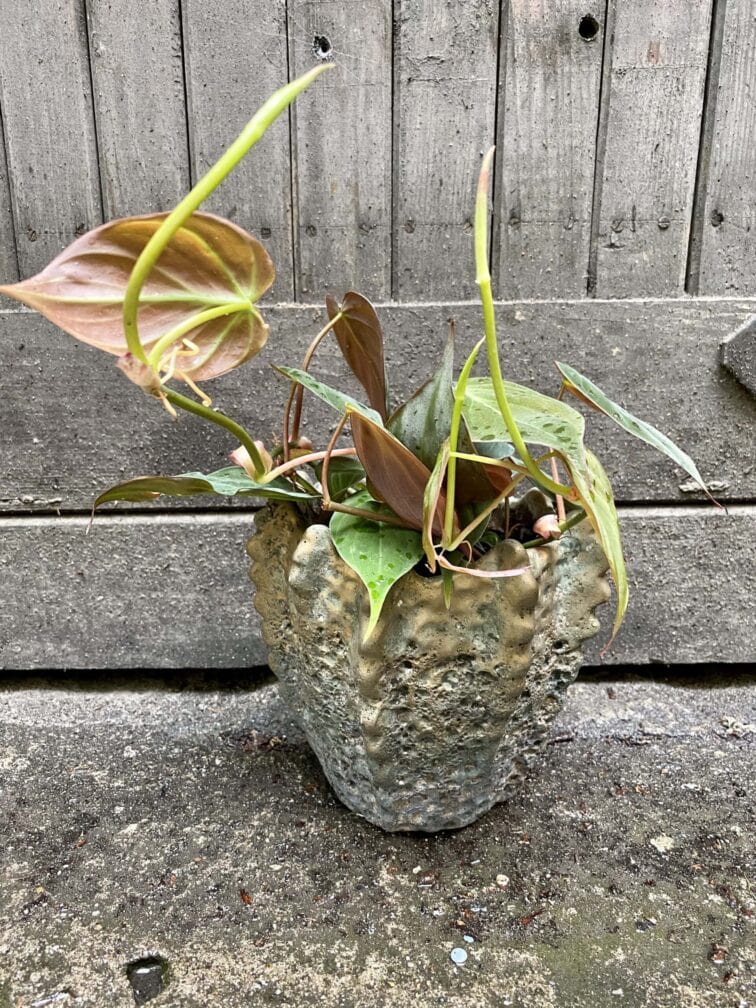 Zdjęcie doniczki lub oslonki: Osłonka Lordran 11x14 cm, ujęcie 2