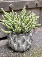 Zdjęcie doniczki lub oslonki: Osłonka Tarkus 10x10 cm, ujęcie 2