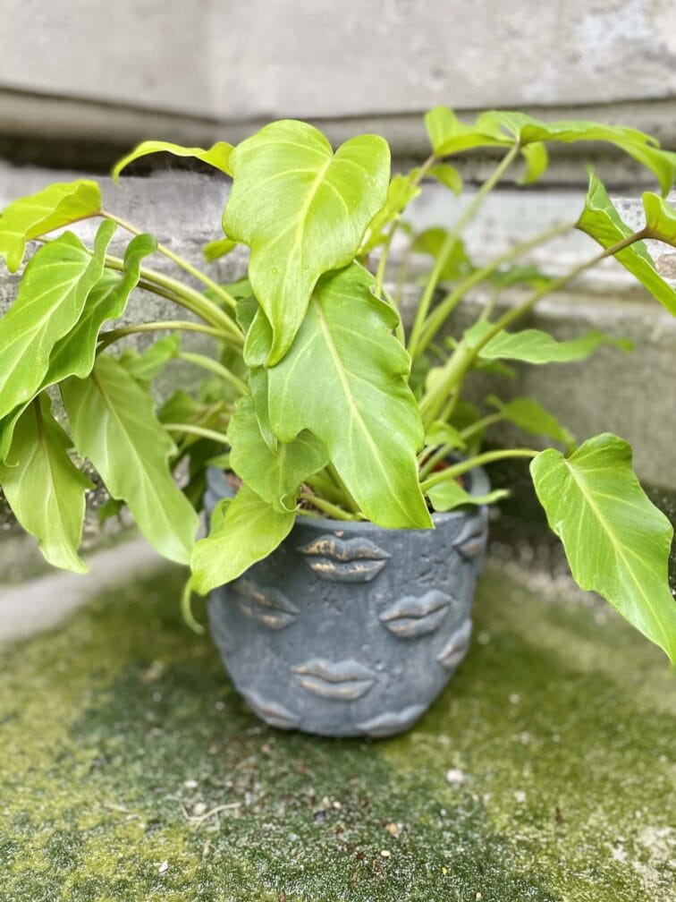 Zdjęcie doniczki lub oslonki: Osłonka Black and Yellow 15x16 cm, ujęcie 2