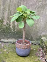 Zdjęcie rośliny Peperomia Velvet Tree, ujęcie 1
