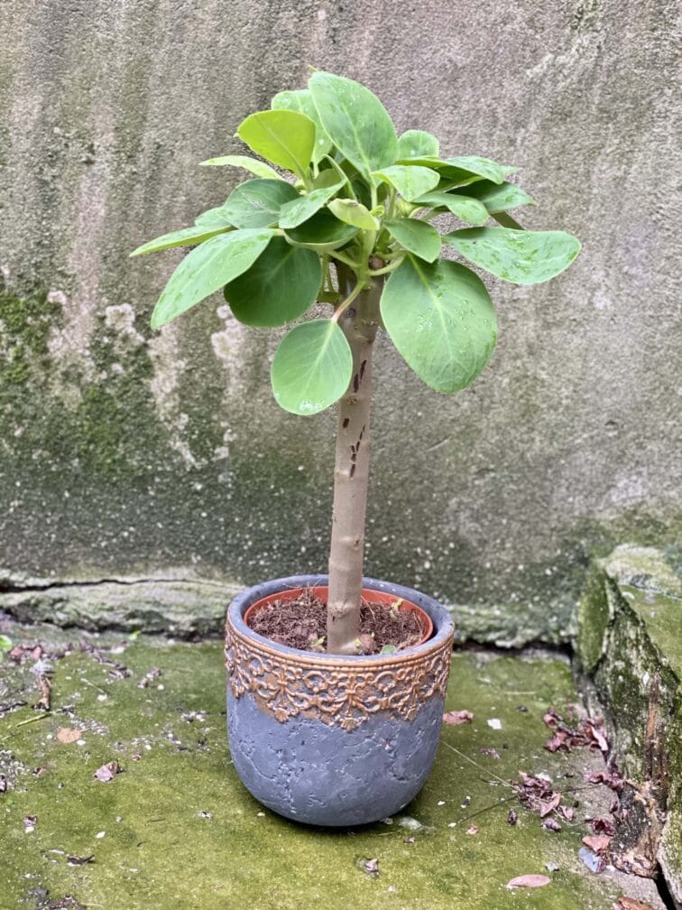 Zdjęcie rośliny Peperomia Velvet Tree, ujęcie 1