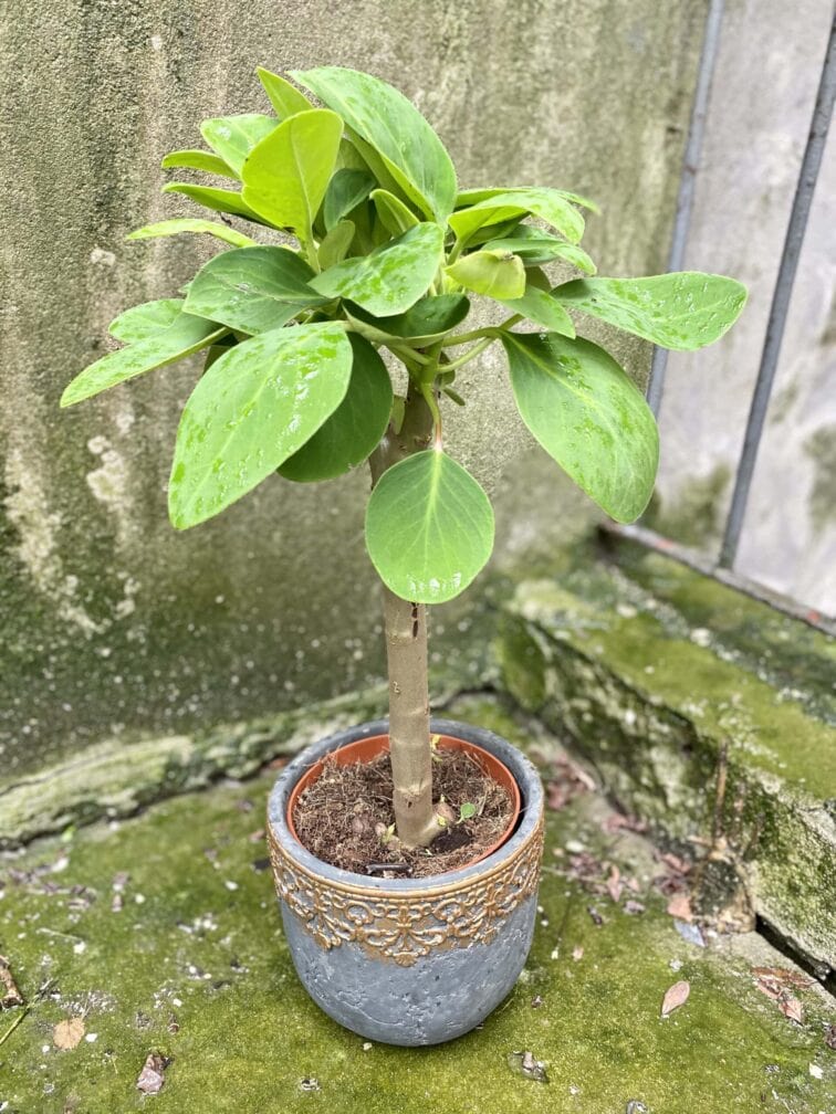 Zdjęcie rośliny Peperomia Velvet Tree, ujęcie 3