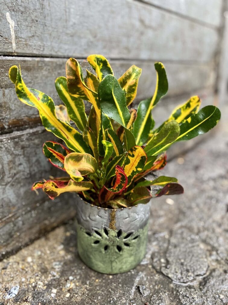 Zdjęcie doniczki lub oslonki: Osłonka Sen Kowala 12x12 cm, ujęcie 2