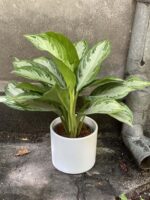 Zdjęcie doniczki lub oslonki: Osłonka Round 18x17 cm, ujęcie 2