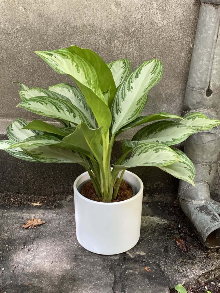 Zdjęcie doniczki lub oslonki: Osłonka Round 18x17 cm, ujęcie 2