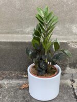 Zdjęcie doniczki lub oslonki: Osłonka Round 15x14 cm, ujęcie 2