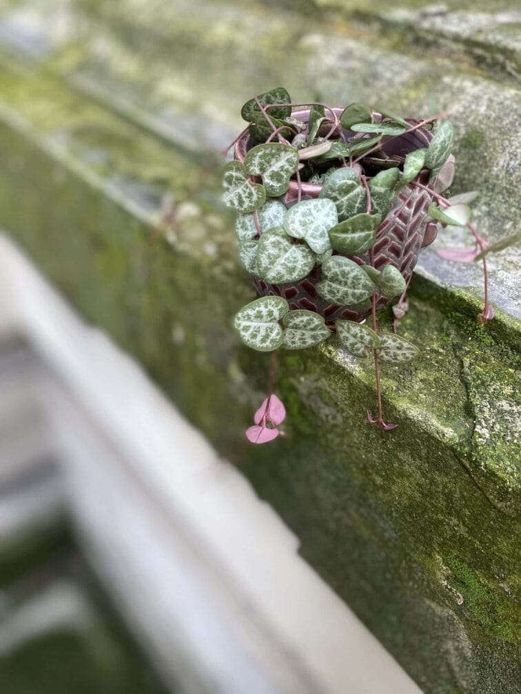 Zdjęcie rośliny Ceropegia woodi, ujęcie 1