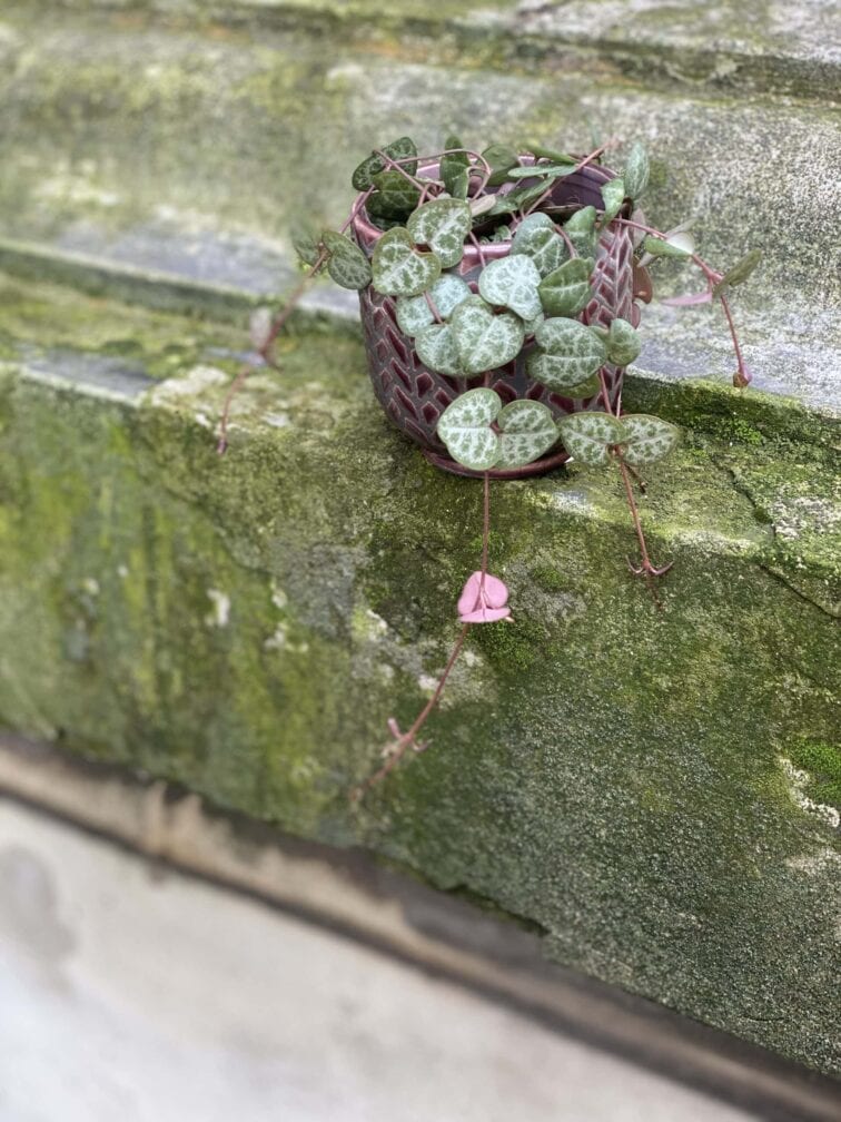 Zdjęcie rośliny Ceropegia woodi, ujęcie 2