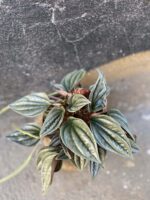 Zdjęcie rośliny Peperomia Silver Shine, ujęcie 2