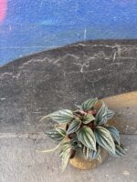 Zdjęcie rośliny Peperomia Silver Shine, ujęcie 3