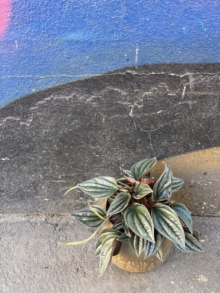 Zdjęcie rośliny Peperomia Silver Shine, ujęcie 3