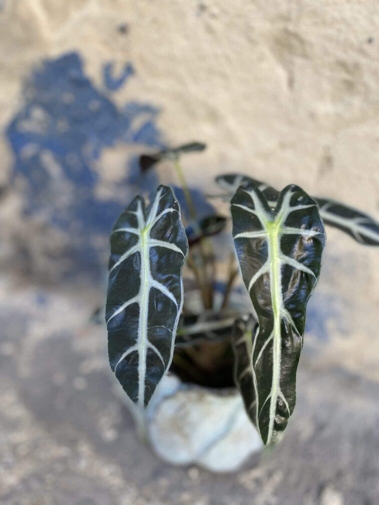 Zdjęcie rośliny Alocasia dwarf Amazonica, ujęcie 3