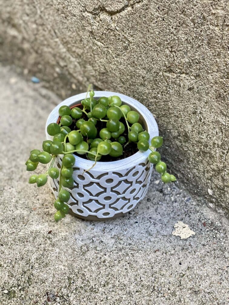 Zdjęcie rośliny Senecio rowleyanus (Starzec Rowleya), ujęcie 1