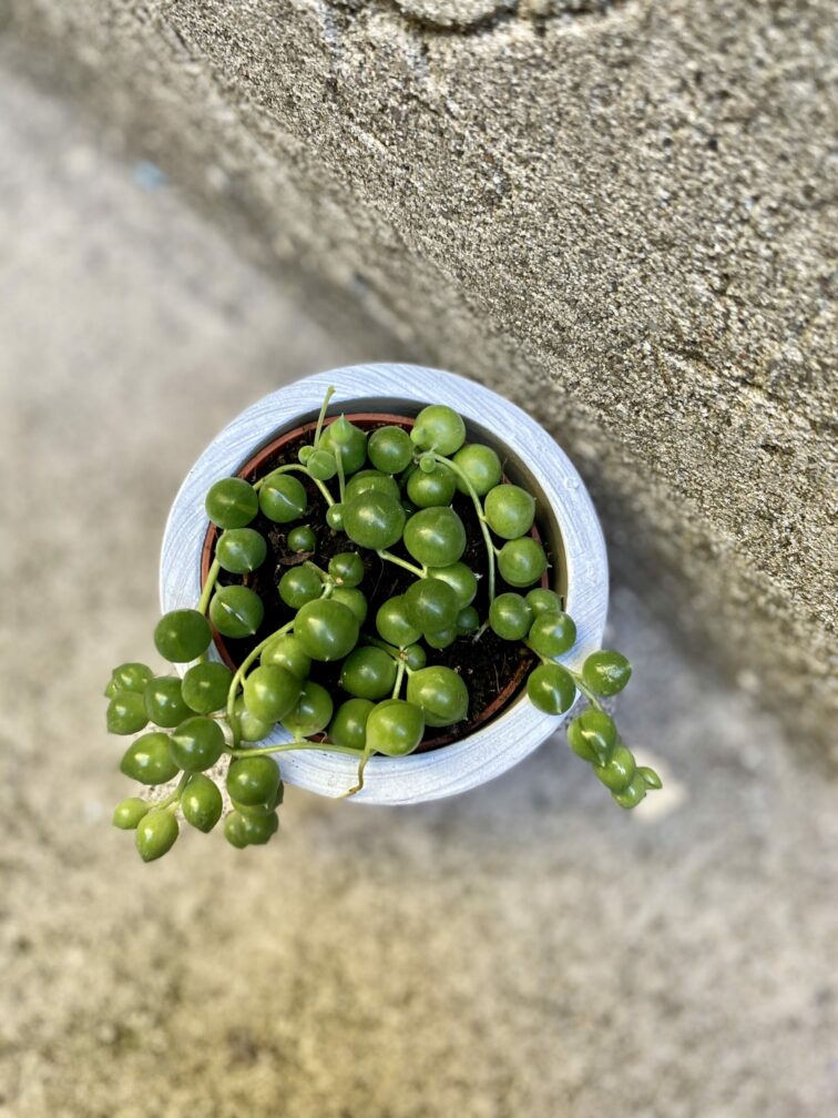 Zdjęcie rośliny Senecio rowleyanus (Starzec Rowleya), ujęcie 2