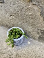 Zdjęcie rośliny Senecio rowleyanus (Starzec Rowleya), ujęcie 3