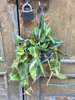 Zdjęcie rośliny Philodendron Brasil, ujęcie 2