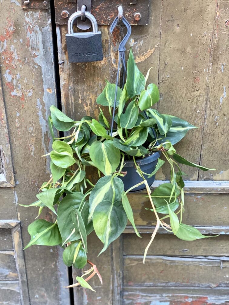 Zdjęcie rośliny Philodendron Brasil, ujęcie 2