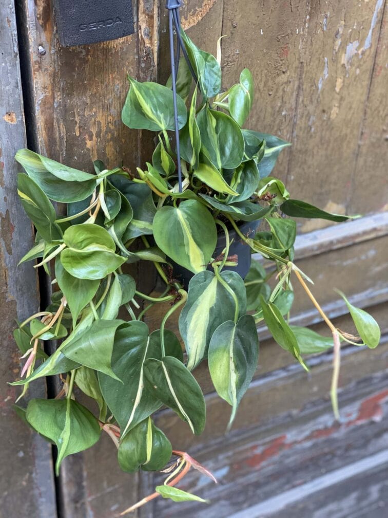 Zdjęcie rośliny Philodendron Brasil, ujęcie 3