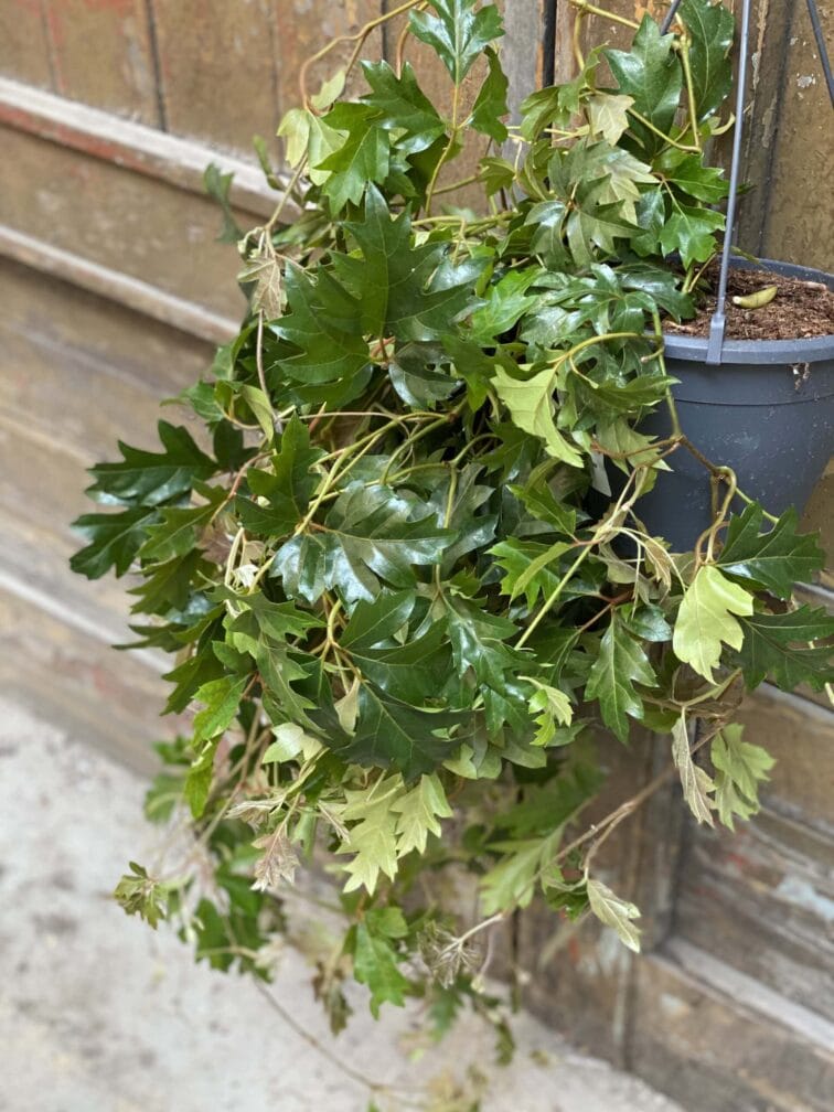 Zdjęcie rośliny Cissus rhombifolia Ellen Danica, ujęcie 2