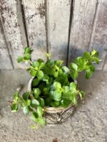 Zdjęcie rośliny Peperomia rotundifolia, ujęcie 1