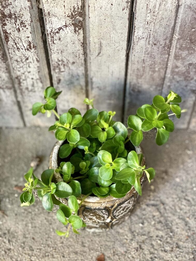 Zdjęcie rośliny Peperomia rotundifolia, ujęcie 1