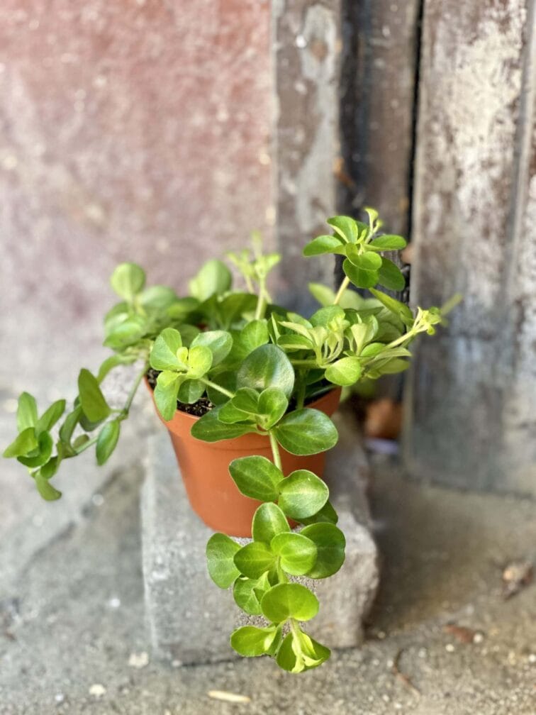 Zdjęcie rośliny Peperomia rotundifolia, ujęcie 2