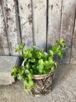 Zdjęcie rośliny Peperomia rotundifolia, ujęcie 3