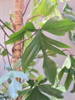 Zdjęcie rośliny Philodendron Florida Green, ujęcie 3