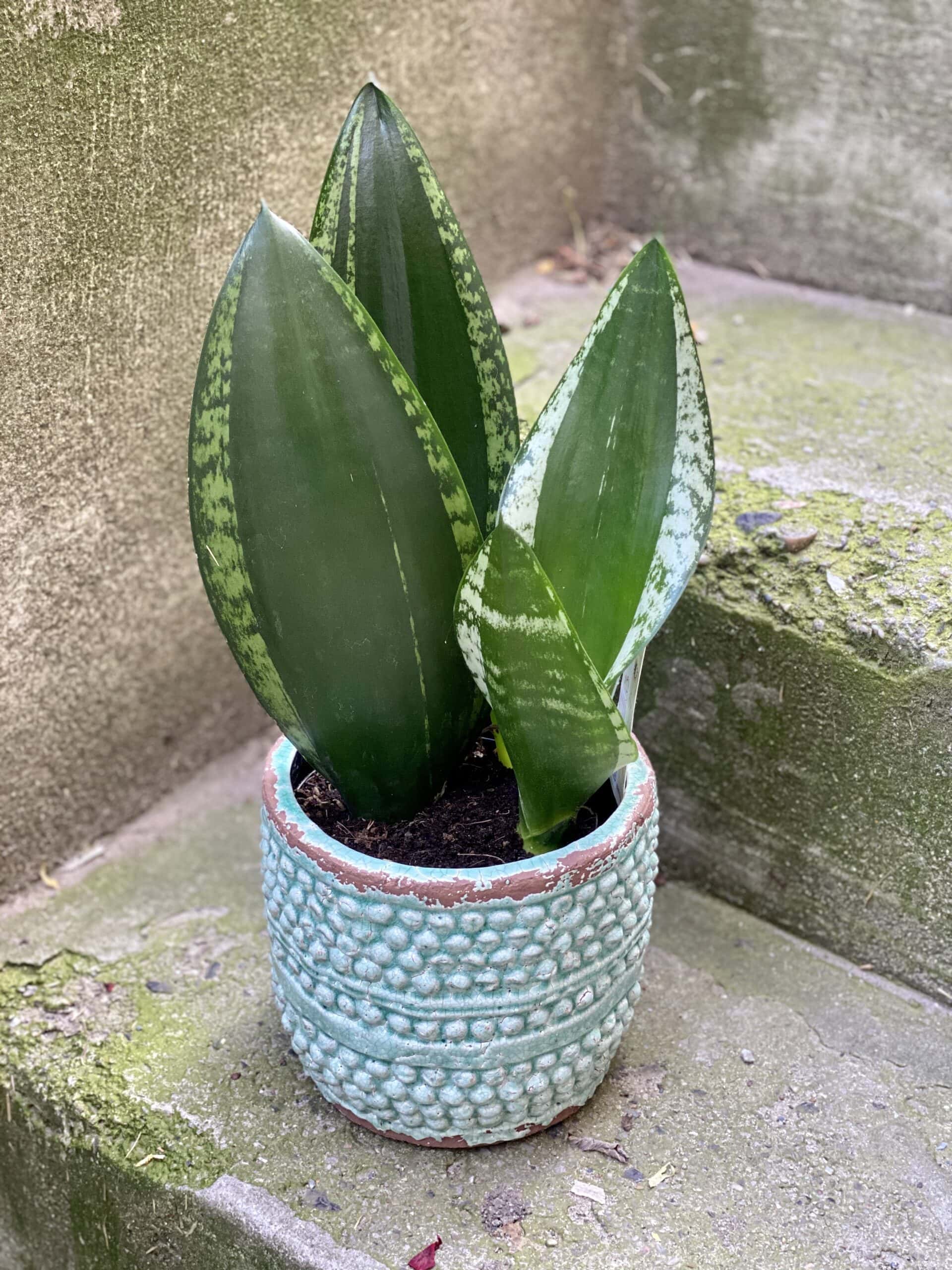 Zdjęcie rośliny Sansevieria trifasciata Silver Flame, ujęcie 1