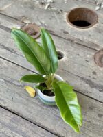 Zdjęcie rośliny Philodendron Narrow, ujęcie 1