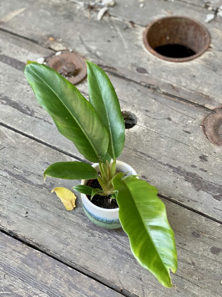 Zdjęcie rośliny Philodendron Narrow, ujęcie 1