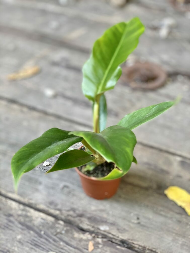 Zdjęcie rośliny Philodendron Narrow, ujęcie 2