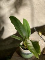 Zdjęcie rośliny Philodendron Narrow, ujęcie 3