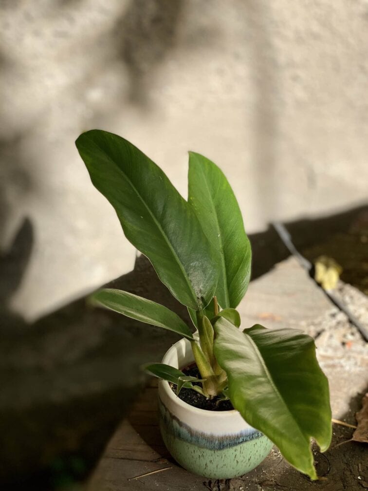 Zdjęcie rośliny Philodendron Narrow, ujęcie 3