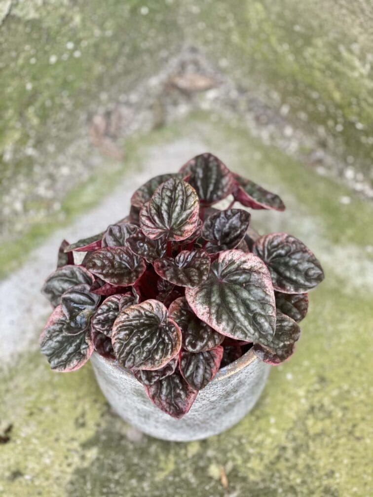 Zdjęcie rośliny Peperomia Caperata Abricos, ujęcie 1