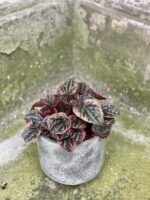 Zdjęcie rośliny Peperomia Caperata Abricos, ujęcie 3