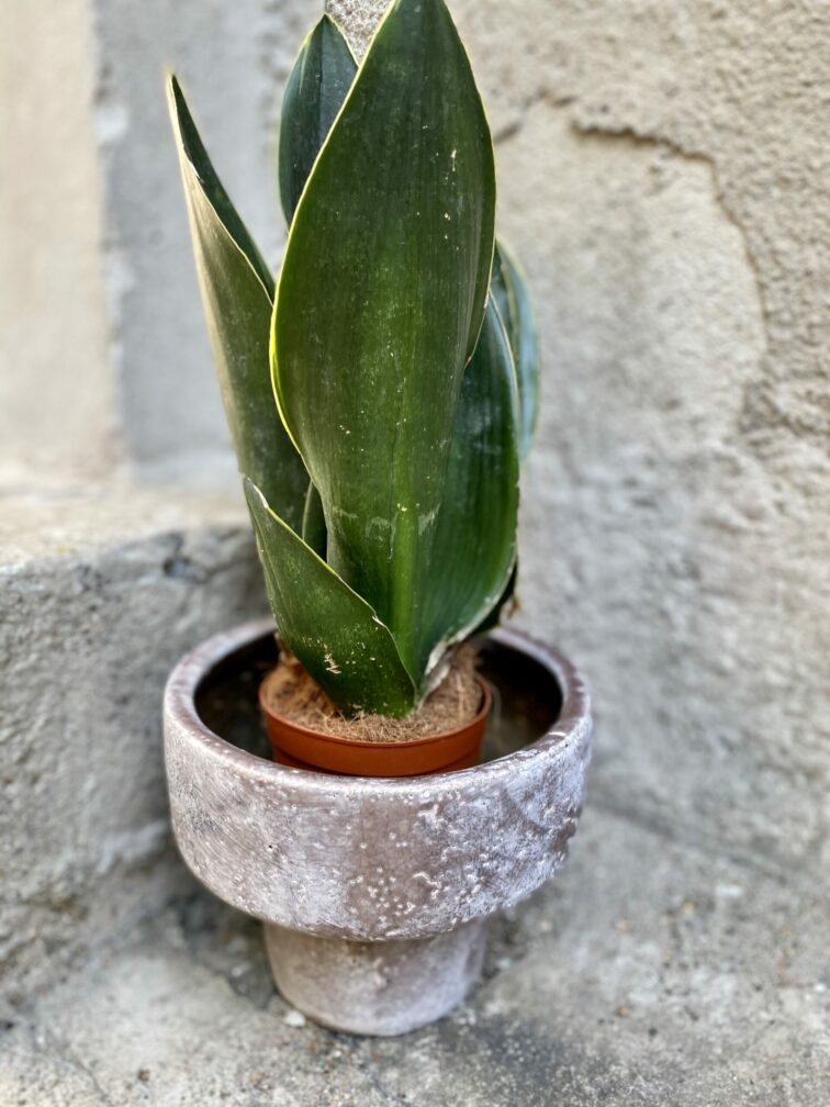 Zdjęcie doniczki lub oslonki: Osłonka Diatłow 13x13 cm, ujęcie 2