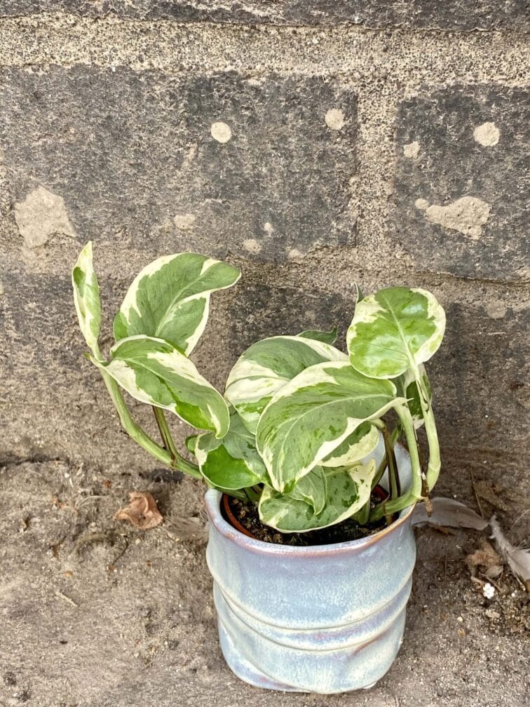 Zdjęcie doniczki lub oslonki: Osłonka Melmac 6x7 cm, ujęcie 2