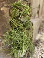 Zdjęcie akcesoria Stelaż do roślin Heksagon, ujęcie 2