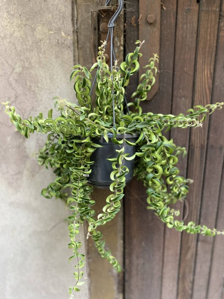 Zdjęcie rośliny Aeschynanthus japhrolepis Twister, ujęcie 1