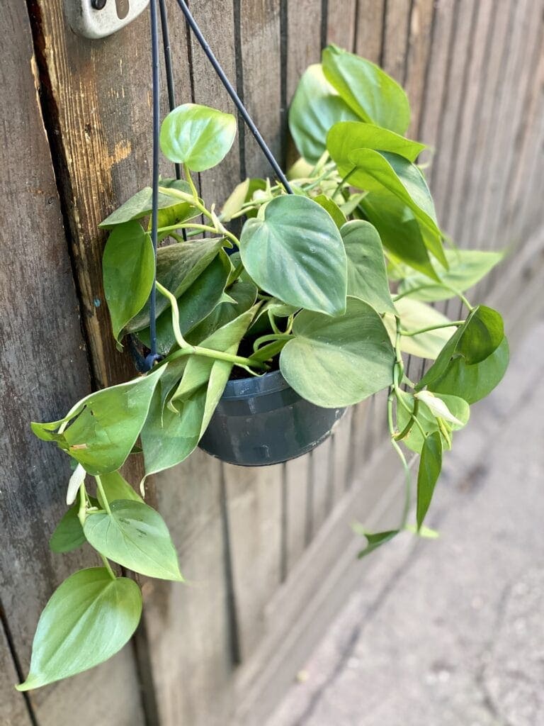 Zdjęcie rośliny Philodendron Scandens, ujęcie 1