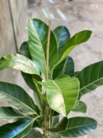 Zdjęcie rośliny Ficus benghalensis Roy (Fikus bengalski Roy), ujęcie 2