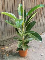 Zdjęcie rośliny Ficus benghalensis Roy (Fikus bengalski Roy), ujęcie 3
