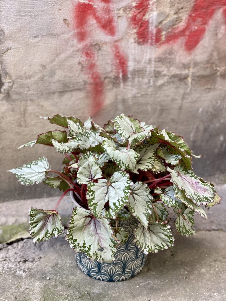 Zdjęcie rośliny Begonia Asian Tundra, ujęcie 2
